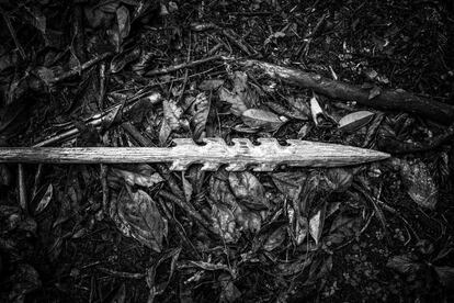 En plena selva reposa la punta de una lanza de chonta, fabricada con la dura corteza de una palmera de la región. Es el arma tradicional de los indios shuar y se usa tanto para la guerra como en las cacerías; para matar hombres o abatir animales.