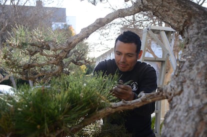 Albert Rivera trabajando en uno de los árboles en el jardín japonés.