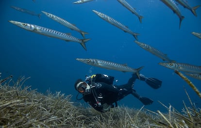 Un banco de espetones, o barracudas, sobre praderas de Posidonia en la reserva marina.