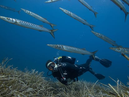 Un banco de espetones, o barracudas, sobre praderas de Posidonia en la reserva marina.