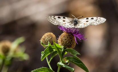 Mariposa Apolo, una de las que más sufren el efecto del cambio climático.