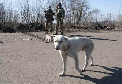 Un perro camina cerca de unos militares ucranios que vigilan su posición en las afueras de Járkov, el 23 de marzo.