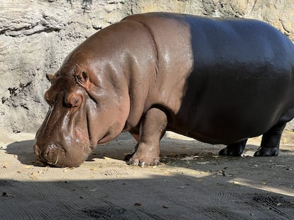 Gen Chan en el zoo de Tennoji, en Osaka (Japón), el 25 de abril.