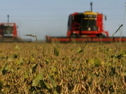 Plantação de soja na Argentina: preço do grão desaba.