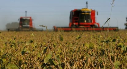 Plantação de soja na Argentina: preço do grão desaba.