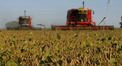 Plantação de soja na Argentina: preço do grão desaba.