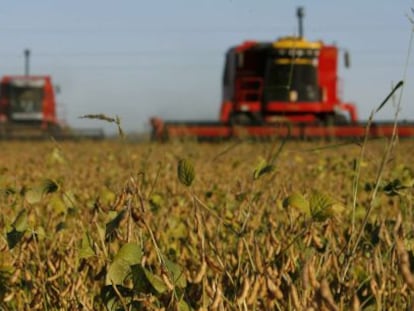 Plantação de soja na Argentina: preço do grão desaba.