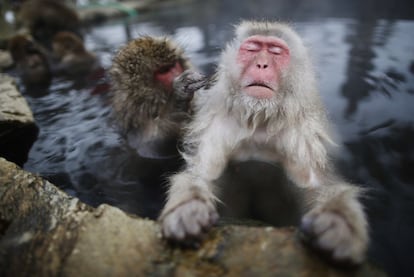 Los macacos japoneses, mundialmente famosos por tomar baños termales, tienen algunas poblaciones con una alta proporción de discapacitados.