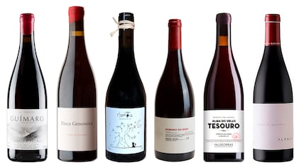 Seis vinos tintos gallegos de variedades autóctonas en riesgo de extinción