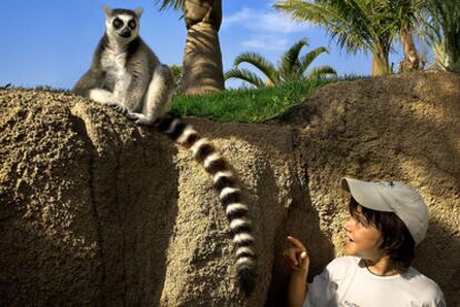 Un lémur en el Bioparc de Valencia, un zoo de inmersión que recrea los tres grandes hábitats africanos: la sabana, el bosque ecuatorial y Madagascar.
Osos en Cabárceno.