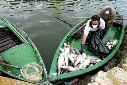 Dos operarios recogen peces muertos, ayer, en L'Albufera.
