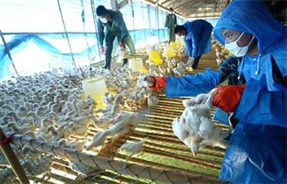 Militares tailandeses almacenan pollos en una granja a unos 150 kilómetros de Bangkok donde serán sacrificados.