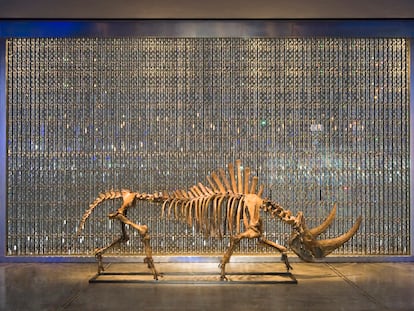 Fósil de rinoceronte siberiano del Pleistoceno y cortina con 10.000 cristales de Swarovski, en el espacio Sokrates del museo Sa Bassa Blanca.