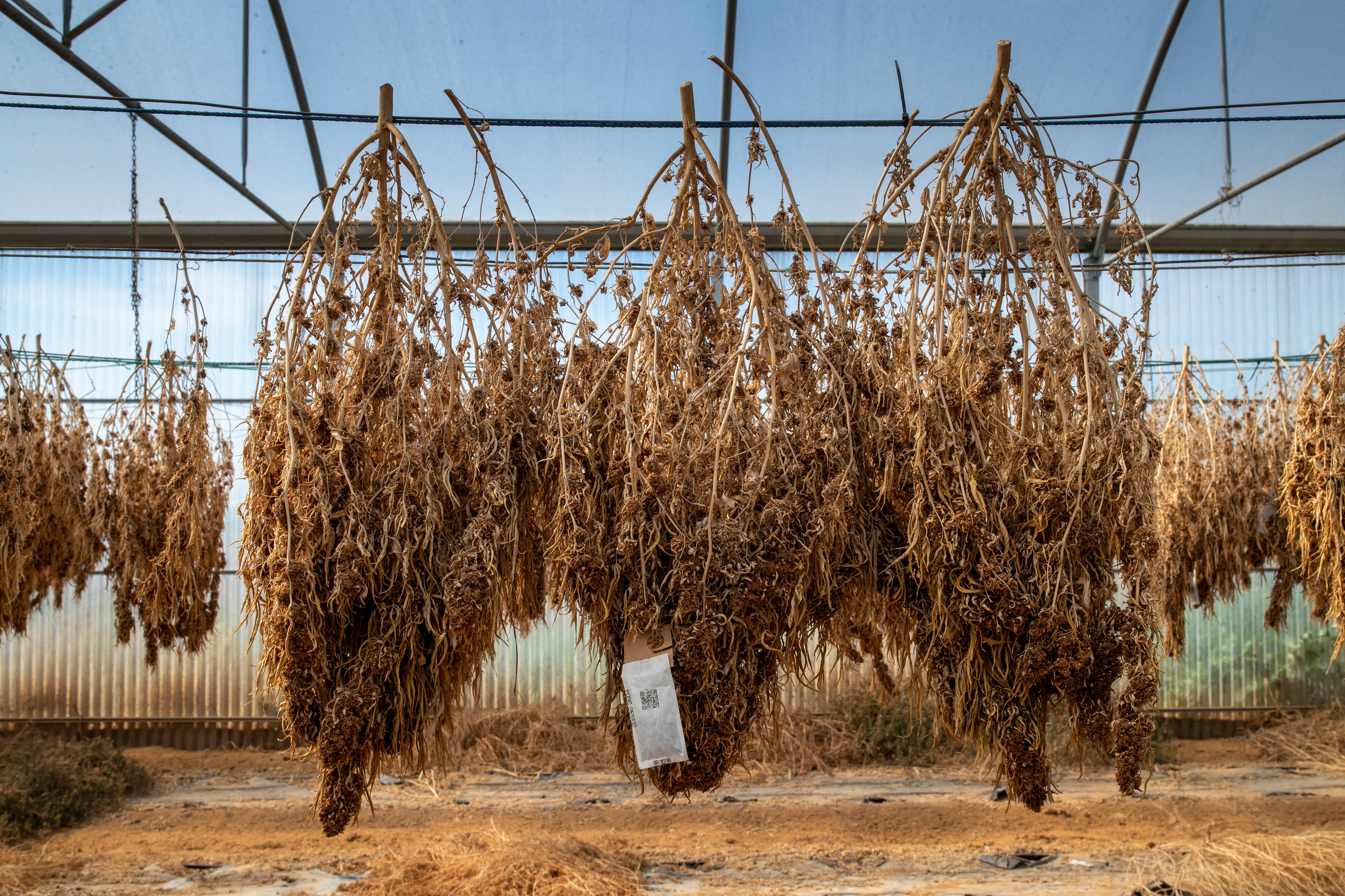 Dos agricultores reclaman al Estado por una cosecha de cáñamo que la policía confundió con marihuana: “Estamos arruinados”