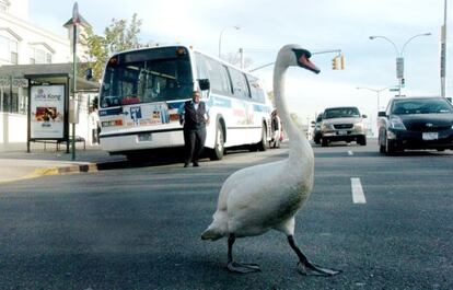 Un cisne cruza una calle en el barrio neoyorquino de Brooklyn.