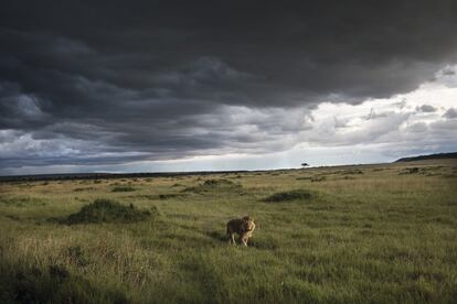 Un león, en la reserva nacional de Masái Mara.