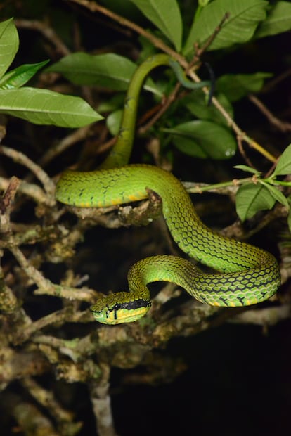 Víbora pitón verde de Sri Lanka ('Craspedocephalus trigonocephalus').