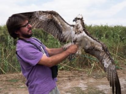 Momento del marcaje del &aacute;guila pescadora.