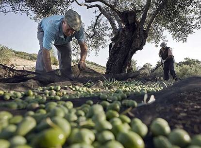 Recogida de aceitunas en la sierra de Gata, Cáceres.