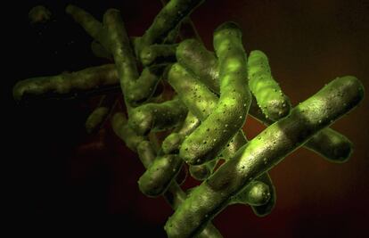 Bacterias que causan la tuberculosis. 