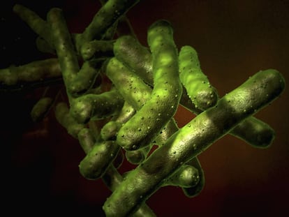 Bacterias que causan la tuberculosis. 
