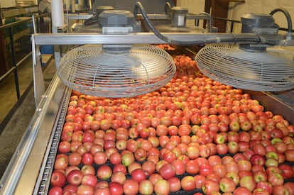 Apples flow through the packing house at Crist Bros Orchards in Walden, New York, on April 28, 2025.