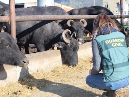 Las autoridades italianas descubren que una mozzarella de búfala de Girona lleva leche de vaca