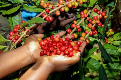 Las manos de una caficultora sostienen cerezas de café recién recolectadas en el distrito de Sironko, al este de Uganda, el 9 de junio de 2024.