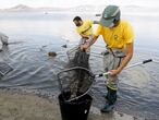 Municipal workers try to clean the beach of dead fish which continue to appear for the fourth day in La Manga del Mar Menor, Murcia, Spain, August 21, 2021. REUTERS/Eva Manez NO RESALES. NO ARCHIVES