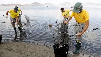 Varios operarios recogen peces muertos en La Manga del Mar Menor (Murcia) en agosto de 2021.