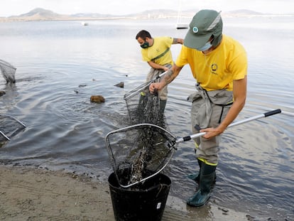 Unos operarios recogen peces muertos en La Manga del Mar Menor (Murcia) en agosto de 2021.