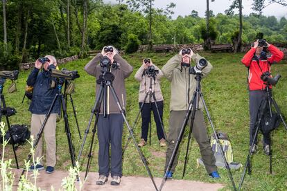 Un grupo de turistas observan osos pardos desde el mirador de Gúa, en Pola de Somiedo.