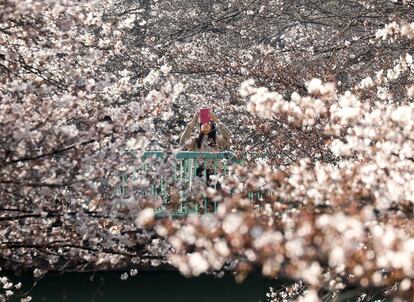 Existen aplicaciones que indican en qué momento y lugar han salido los primeros pétalos. En la imagen, una mujer fotografía los cerezos en flor, este martes en Tokio (Japón).