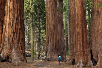 Un bosque de árboles gigantes en el parque Nacional de las Secuoyas y Kings Canyon, California.