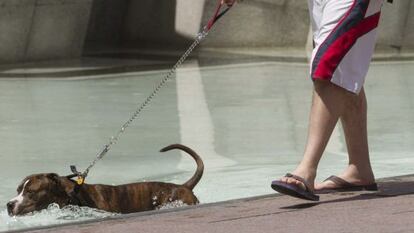 Un perro se refresca en una de las fuentes de la Plaza del Pilar de Zaragoza, ayer al mediodía.