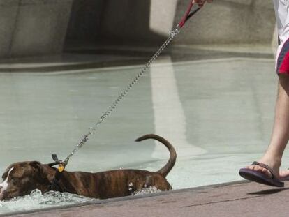 Un perro se refresca en una de las fuentes de la Plaza del Pilar de Zaragoza, ayer al mediodía.