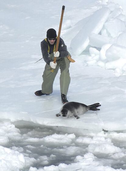 Un cazador de focas se acerca a una de sus presas sobre una agrietada capa de hielo.