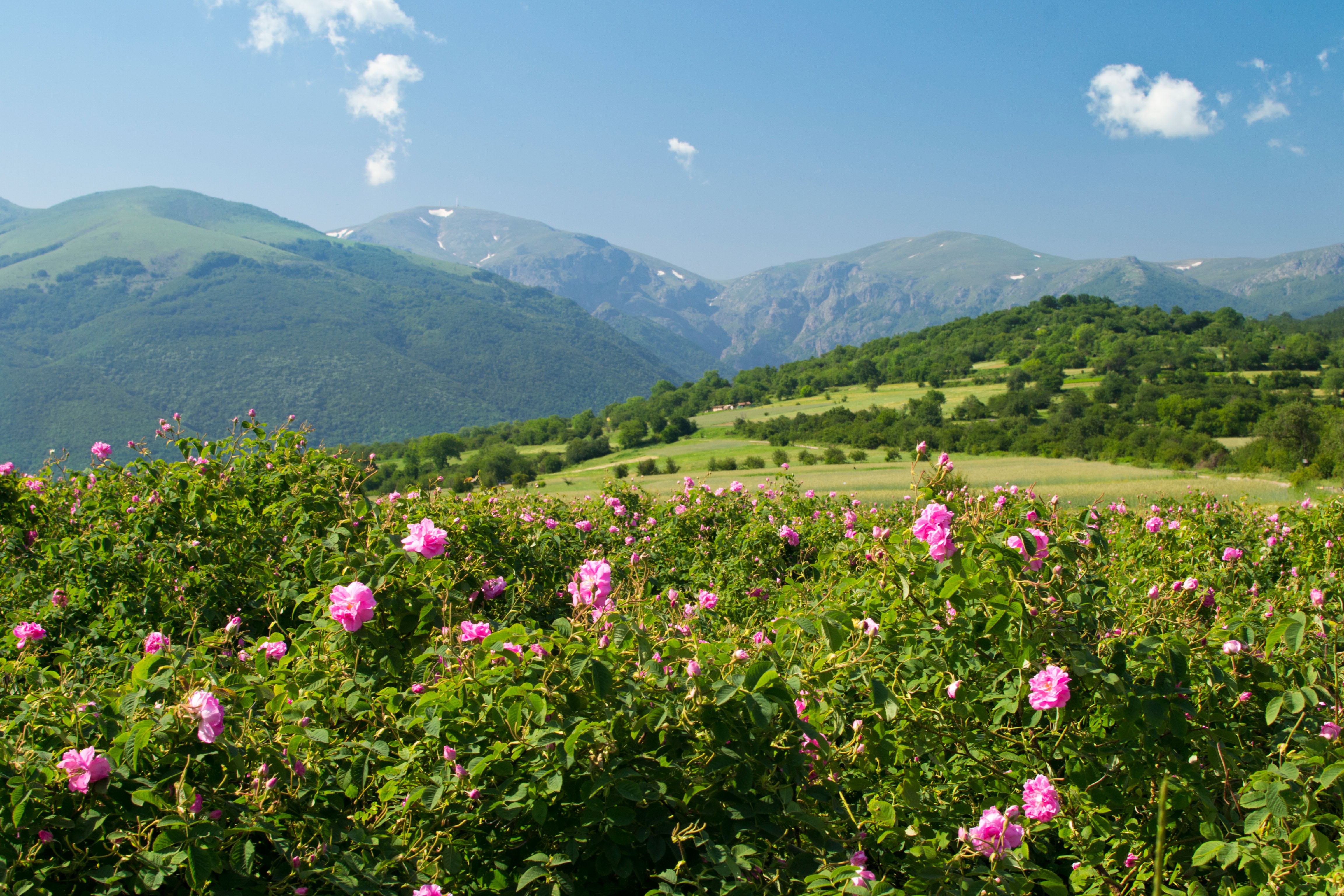 Descubriendo el valle de las Rosas, una joya en Bulgaria