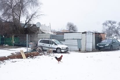 Un gallo cruza una calle nevada en la Cañada Real.