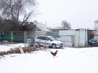 Un gallo cruza una calle nevada en la Cañada Real.