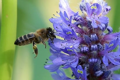 Una abeja en una flor de pontederia.