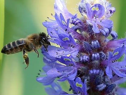Una abeja en una flor de pontederia.
