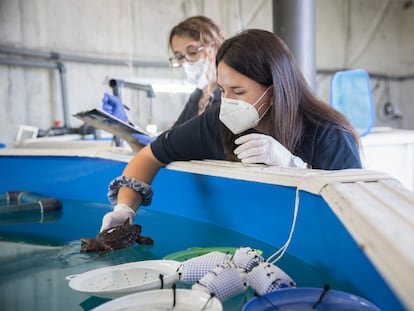 Miembros del CRAM toman muestras a las crias de tortugas boba.