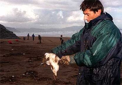 Un voluntario limpia un pájaro contaminado por el fuel en la playa vizcaína de Sopelana.