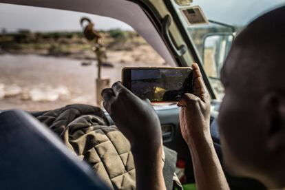 "Del sur de Serengeti —en Tanzania— rumbo norte hacia el Masái Mara, los ñus llegan en busca de mejores pastos, dejando atrás un terreno seco en el que cuentan con escasas fuentes de agua", explica Sammy Ndambuki, guía turístico desde hace 15 años y quien confiesa no haber visto nunca una Gran Migración "tan vacía" como la de este 2020.