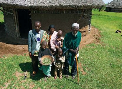 La familia de los Kurkure (con tres hijos de ocho, cinco y tres años, que comparten choza con sus abuelos y los animales) sería una perfecta candidata para la categoría de las que viven con casi dos dólares al día. Pero en Sanbate Lencho, una aldea a 300 kilómetros de Addis Abeba en el centro del majestuoso valle del Riff, la tierra se seca rápidamente cuando no llueve. El más pequeño de la familia, Lanka, ha tenido que ir a un campo de nutrición.