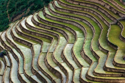 Arrozales de Sapa.