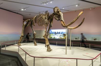 CaixaForum Zaragoza ha presentado este martes una exposición sobre la vida y extinción de los mamuts. La pieza principal es el esqueleto fosilizado real de un mamut siberiano que transportará a los visitantes a la Edad de Hielo.