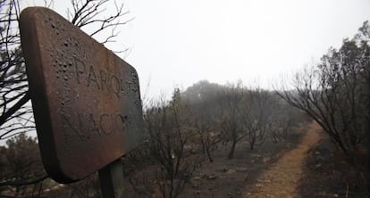 Un paraje quemado en el Parque Nacional de Garajonay, en La Gomera.