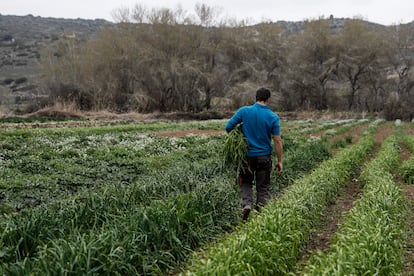 Verduras de producción ecológica en Morata de Tajuña (Madrid). 